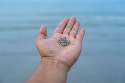 Cropped image of hand holding sea turtle against sea
