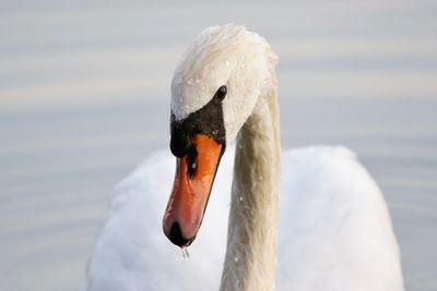 Close-up of swan swimming in lake