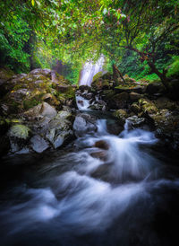 Scenic view of waterfall in forest