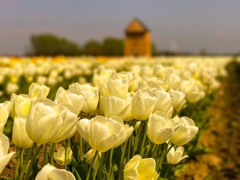 Close-up of fresh yellow flowers blooming in field