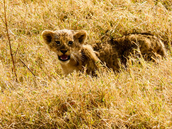 Portrait of lion cub on field