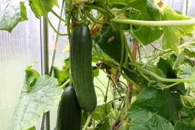 Close-up of vegetables on plant