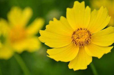 Close-up of yellow cosmos flower