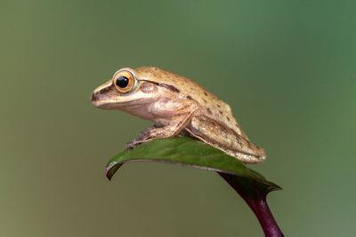 Close-up of frog on green leaf