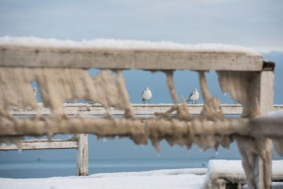 Seagulls perching on frozen railing against sky