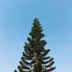 Low angle view of tree against clear blue sky