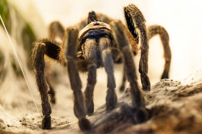 Close-up of spider