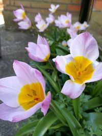 Close-up of crocus flowers blooming outdoors