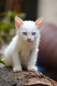 Close-up portrait of white cat sitting outdoors