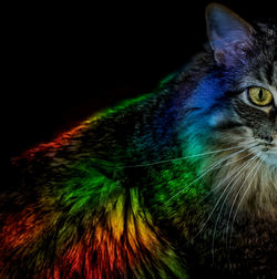 Close-up portrait of a cat