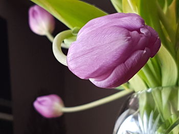 Close-up of pink flowers