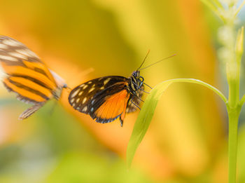 Close-up of butterfly on plant