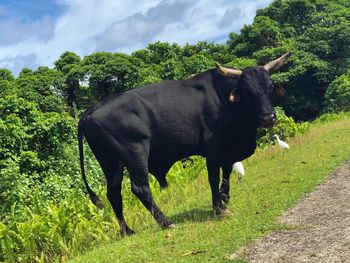 Cow standing on field against sky