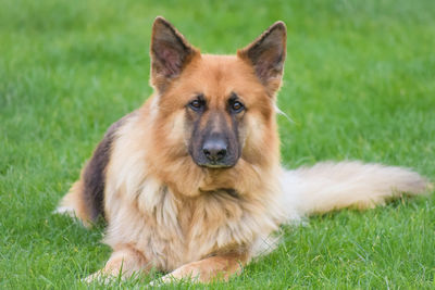 Close-up of dog on grassy field