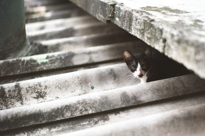 Portrait of cat peeking from staircase
