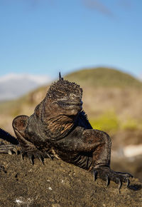 Close-up of lizard on land against sky