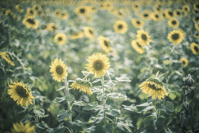 Close-up of sunflower on field