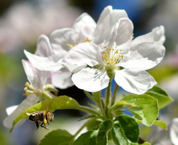 Close-up of bee on white flower