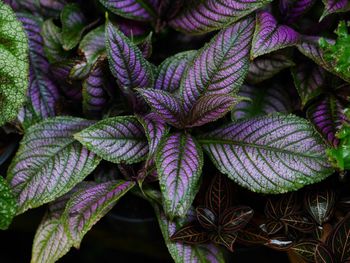 Full frame shot of plant leaves