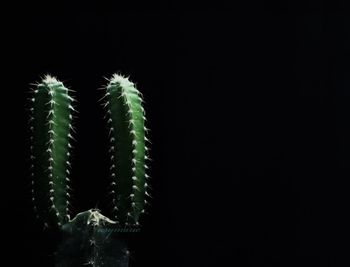 Close-up of plant against black background
