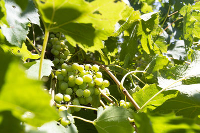 Close-up of berries growing in vineyard