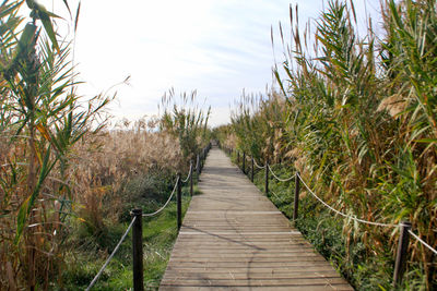Empty boardwalk amidst plants and trees against sky