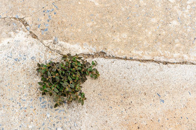 Small plant adaptation grows on cement floor. little beautiful tree grows through the cracked floor 