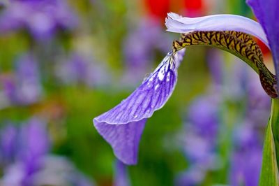 Close-up of purple flowering plant