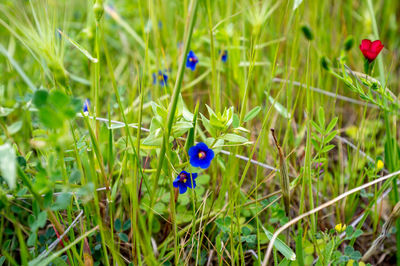 Close-up of purple flowering plants on field