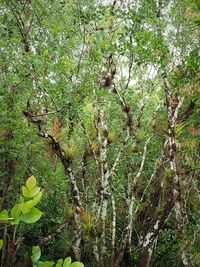 Close-up of flowering plant in forest