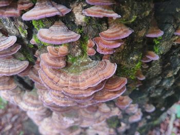 Close-up of mushrooms growing on tree trunk