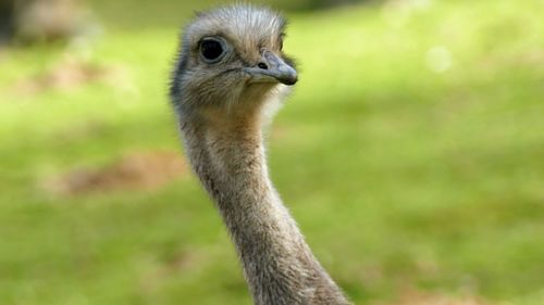 Close-up of bird against blurred background