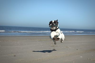 Dog running on beach