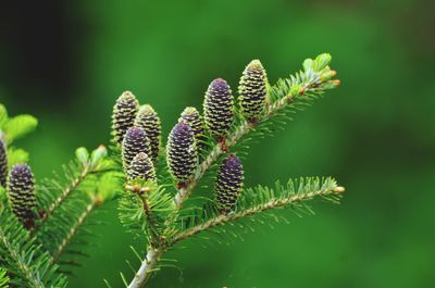 Close-up of purple flowering plant