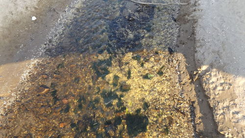 Trees in water