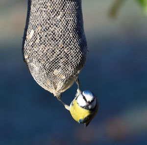 Close-up of a bird