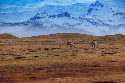 Scenic view of landscape