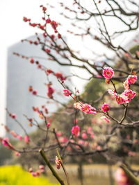 Close-up of cherry blossoms in spring
