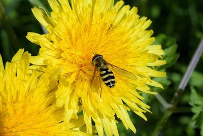 Close-up of insect on yellow flower