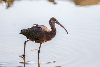 Bird on a lake