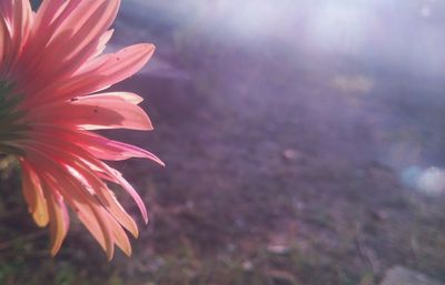 Close-up of flower