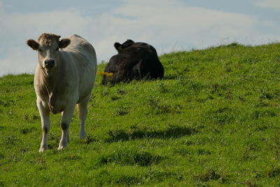 Cows standing on field against sky