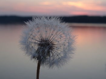 Close-up of dandelion against sky during sunset