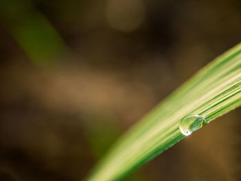 Close-up of dew on grass