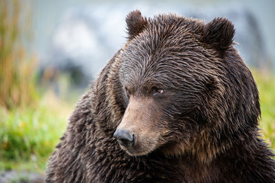 Close-up of bear