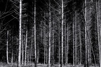 Trees in forest