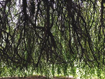 Low angle view of trees in forest