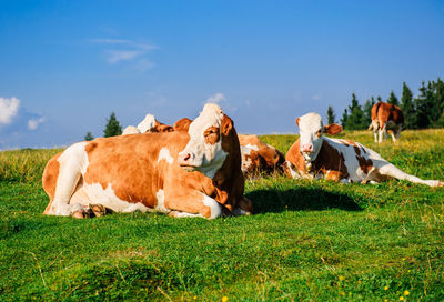 Domestic cattle on field against sky