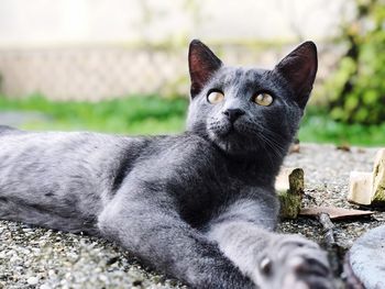 Close-up portrait of a cat