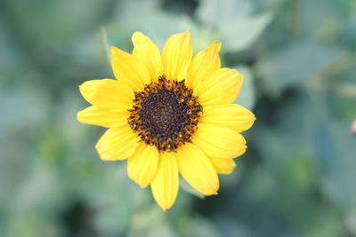 Close-up of honey bee on yellow flower